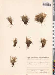 Trichophorum uniflorum (Trautv.) Malyschev & Lukitsch., Siberia, Chukotka & Kamchatka (S7) (Russia)