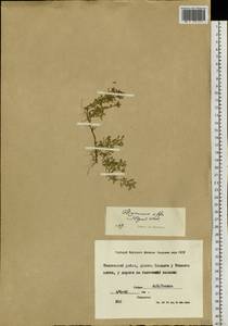 Thymus iljinii Klokov & Des.-Shost., Siberia, Yakutia (S5) (Russia)