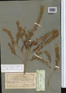 Arnebia coerulea Schipcz., Middle Asia, Pamir & Pamiro-Alai (M2)
