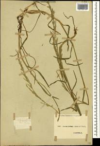 Glyceria fluitans (L.) R.Br., Caucasus, Stavropol Krai, Karachay-Cherkessia & Kabardino-Balkaria (K1b) (Russia)