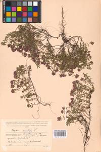MHA 0 157 695, Thymus serpyllum L., Eastern Europe, Western region (E3) (Russia)