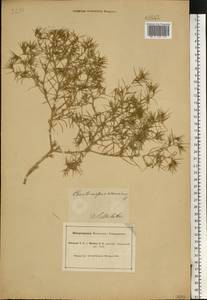 Ceratocarpus arenarius L., Eastern Europe, South Ukrainian region (E12) (Ukraine)