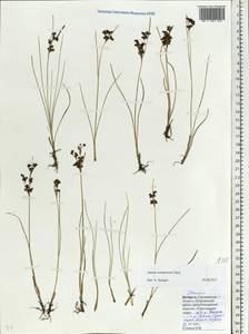 Juncus compressus Jacq., Eastern Europe, Belarus (E3a) (Belarus)