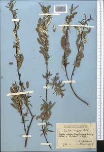 Salix caspica Pall., Middle Asia, Dzungarian Alatau & Tarbagatai (M5) (Kazakhstan)