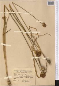 Allium fetisowii Regel, Middle Asia, Western Tian Shan & Karatau (M3) (Uzbekistan)