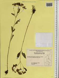 Hylotelephium viviparum (Maxim.) H. Ohba, Siberia, Russian Far East (S6) (Russia)