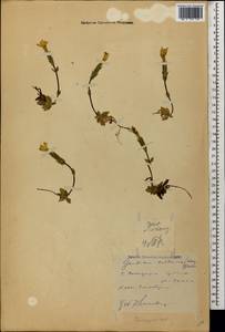 Gentiana verna subsp. oschtenica (Kuzn.) J. J. Halda, Caucasus, Krasnodar Krai & Adygea (K1a) (Russia)