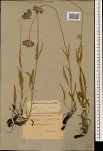 Lomelosia caucasica (M. Bieb.) Greuter & Burdet, Caucasus, Dagestan (K2) (Russia)