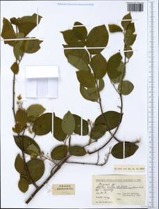 Prunus, South Asia, South Asia (Asia outside ex-Soviet states and Mongolia) (ASIA) (China)
