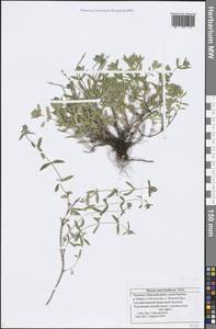 Thymus pannonicus All., Eastern Europe, Middle Volga region (E8) (Russia)
