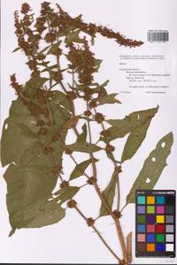 Rumex, Eastern Europe, Central region (E4) (Russia)