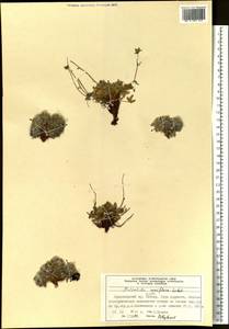 Potentilla uniflora Ledeb., Siberia, Central Siberia (S3) (Russia)