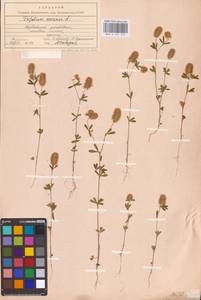 Trifolium arvense L., Eastern Europe, Middle Volga region (E8) (Russia)