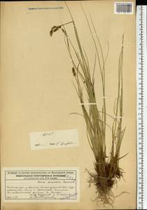 Carex diandra Schrank, Eastern Europe, Volga-Kama region (E7) (Russia)