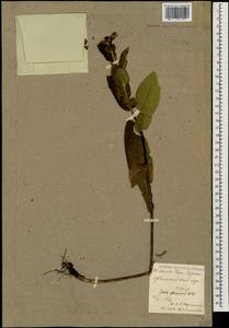 Pentanema orientale (Lam.) D. Gut. Larr., Santos-Vicente, Anderb., E. Rico & M. M. Mart. Ort., Caucasus, North Ossetia, Ingushetia & Chechnya (K1c) (Russia)