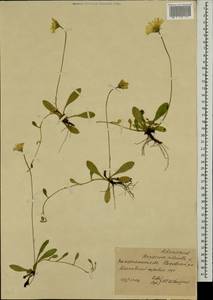 Pilosella officinarum Vaill., Eastern Europe, West Ukrainian region (E13) (Ukraine)