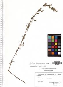 Galium verum subsp. verum, Eastern Europe, Eastern region (E10) (Russia)