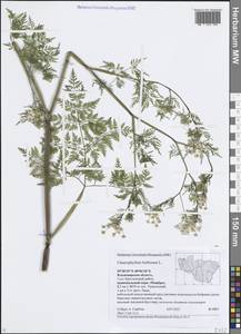 Chaerophyllum bulbosum L., Eastern Europe, Central region (E4) (Russia)