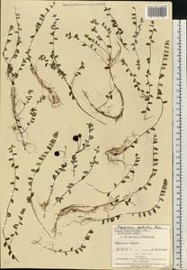 Vaccinium oxycoccos L., Eastern Europe, West Ukrainian region (E13) (Ukraine)