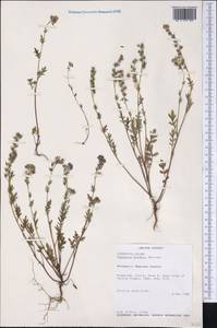 Phacelia purshii Buckl., America (AMER) (United States)