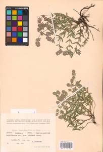 MHA 0 156 968, Thymus × dimorphus Klokov & Des.-Shost., Eastern Europe, South Ukrainian region (E12) (Ukraine)