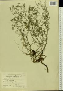 Astragalus arenarius L., Eastern Europe, Lithuania (E2a) (Lithuania)