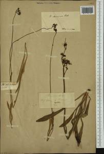 Pilosella piloselloides subsp. praealta (Gochnat) S. Bräut. & Greuter, Western Europe (EUR)