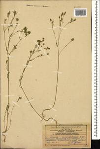 Linum corymbulosum Rchb., Caucasus, Azerbaijan (K6) (Azerbaijan)
