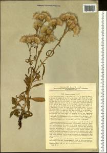 Saussurea amara (L.) DC., Siberia, Western (Kazakhstan) Altai Mountains (S2a) (Kazakhstan)