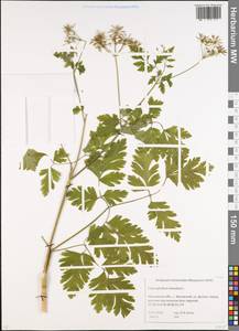 Chaerophyllum temulum L., Eastern Europe, Moscow region (E4a) (Russia)