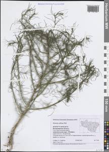 Salsola collina Pall., Eastern Europe, Central region (E4) (Russia)