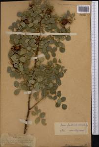 Rosa webbiana Wall., Middle Asia, Northern & Central Tian Shan (M4) (Kazakhstan)