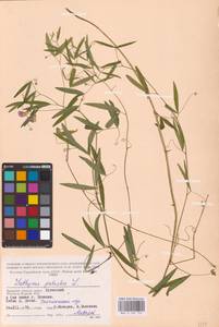 Lathyrus palustris L., Eastern Europe, Western region (E3) (Russia)