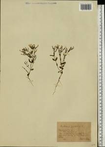 Centaurium pulchellum (Sw.) Druce, Eastern Europe, South Ukrainian region (E12) (Ukraine)
