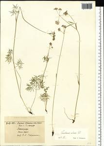 Ostericum tenuifolium (Pall. ex Spreng.) Y. C. Chu, Siberia, Western Siberia (S1) (Russia)