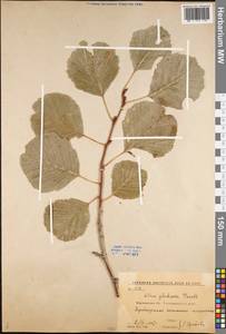 Alnus glutinosa (L.) Gaertn., Eastern Europe, Central forest-and-steppe region (E6) (Russia)