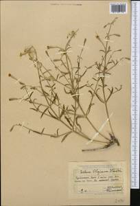 Silene odoratissima Bunge, Middle Asia, Muyunkumy, Balkhash & Betpak-Dala (M9) (Kazakhstan)