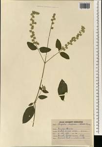 Pupalia lappacea (L.) A. Juss., South Asia, South Asia (Asia outside ex-Soviet states and Mongolia) (ASIA) (India)