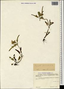 Prunella laciniata (L.) L., Caucasus, North Ossetia, Ingushetia & Chechnya (K1c) (Russia)