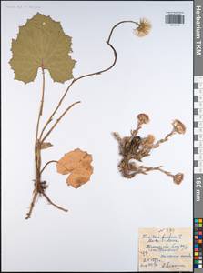 Tussilago farfara L., Eastern Europe, Central region (E4) (Russia)