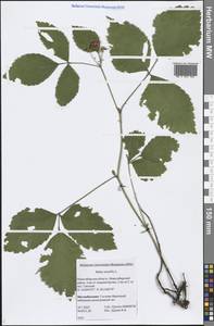 Rubus saxatilis L., Siberia, Western Siberia (S1) (Russia)