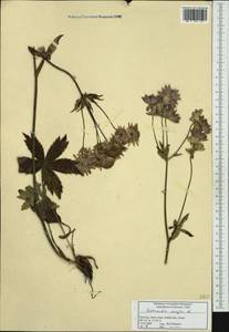 Astrantia major L., Western Europe (EUR) (Slovenia)