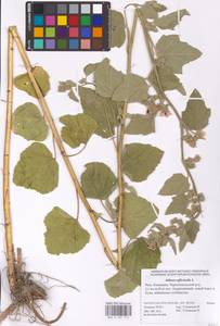 Althaea officinalis L., Eastern Europe, Lower Volga region (E9) (Russia)