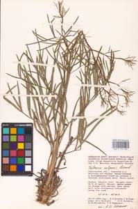 Falcaria vulgaris Bernh., Eastern Europe, Lower Volga region (E9) (Russia)