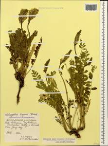 Astragalus andreji-sytinii D. Podlech, Caucasus, Dagestan (K2) (Russia)
