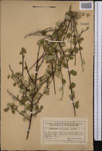 Cotoneaster oliganthus Pojark., Middle Asia, Western Tian Shan & Karatau (M3) (Kazakhstan)