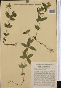 Asperula taurina L., Western Europe (EUR) (Austria)