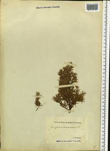 Juniperus communis L., Eastern Europe, Estonia (E2c) (Estonia)