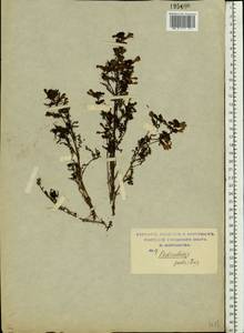 Pedicularis palustris, Eastern Europe, Moscow region (E4a) (Russia)