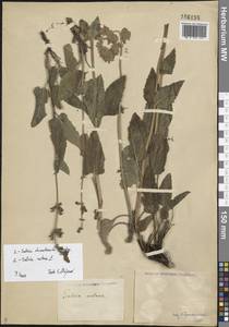 Salvia dumetorum Andrz. ex Besser, Eastern Europe, Lower Volga region (E9) (Russia)